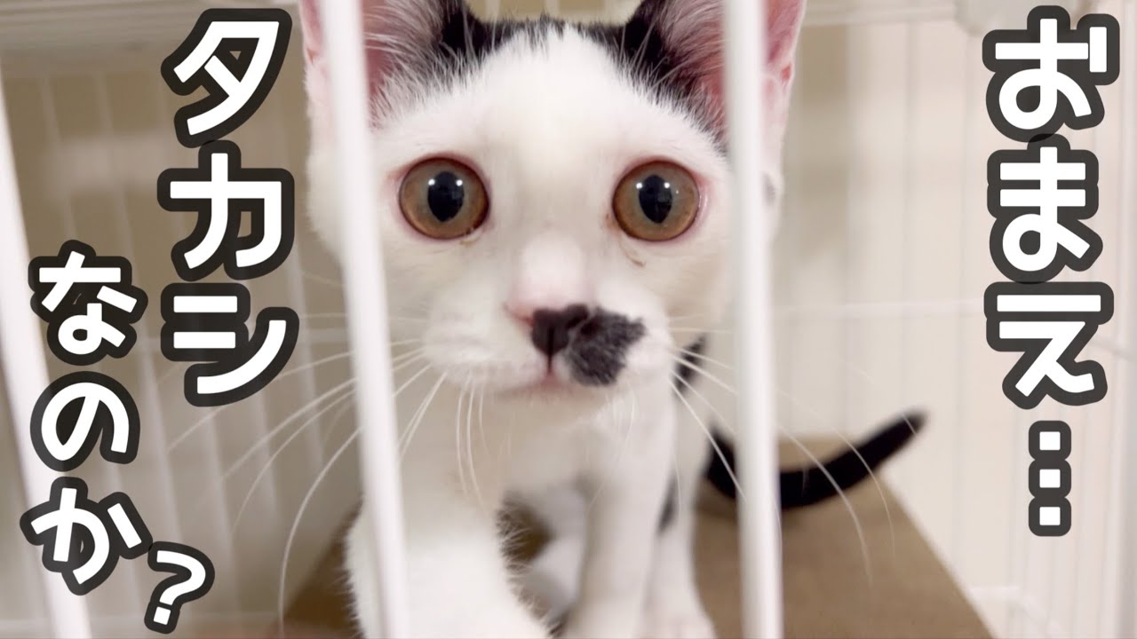 里親に出した、保護猫達に会って来ました。覚えてるかな？