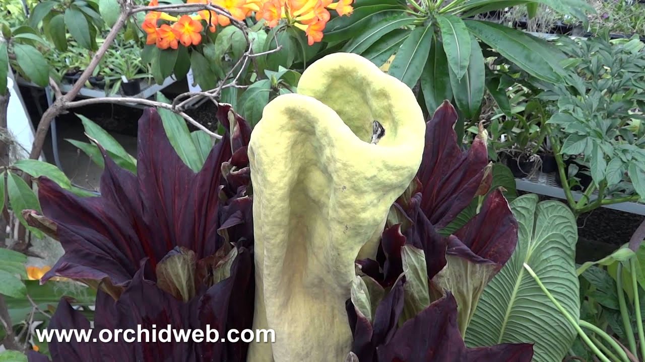 Orchid Web - Amorphophallus titanum