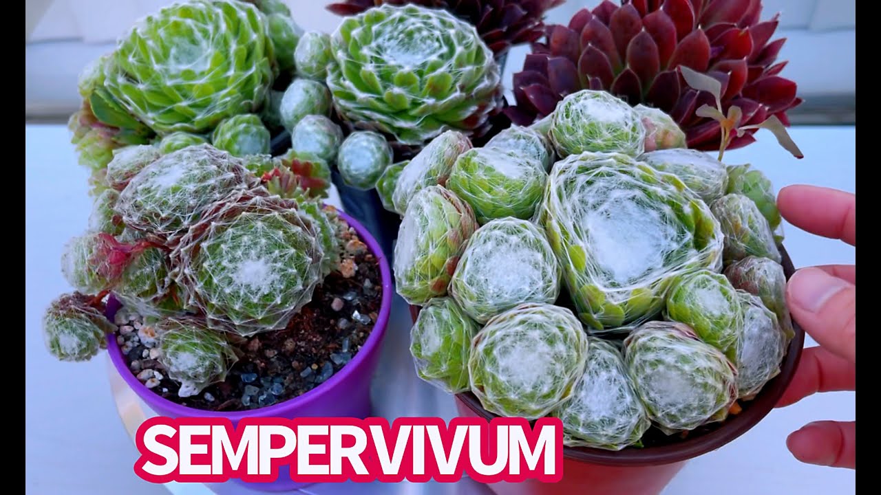 #470 PROPAGATE SEMPERVIVUM (hens & chicks) | NHÂN GIỐNG SEN ĐÁ PHẬT BÀ |   다육식물 | 多肉植物 | Suculentas