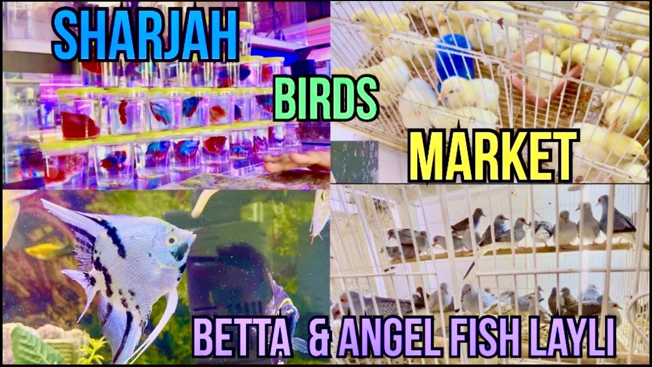 betta/Molli/Angel/ fish layli Sharjah bird market  | new birds | batair orr gaya |