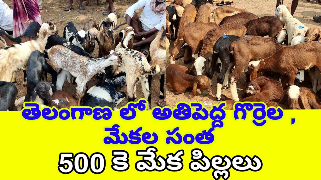 Big Sheep and Goat Market in Telangana | Pebbair Market