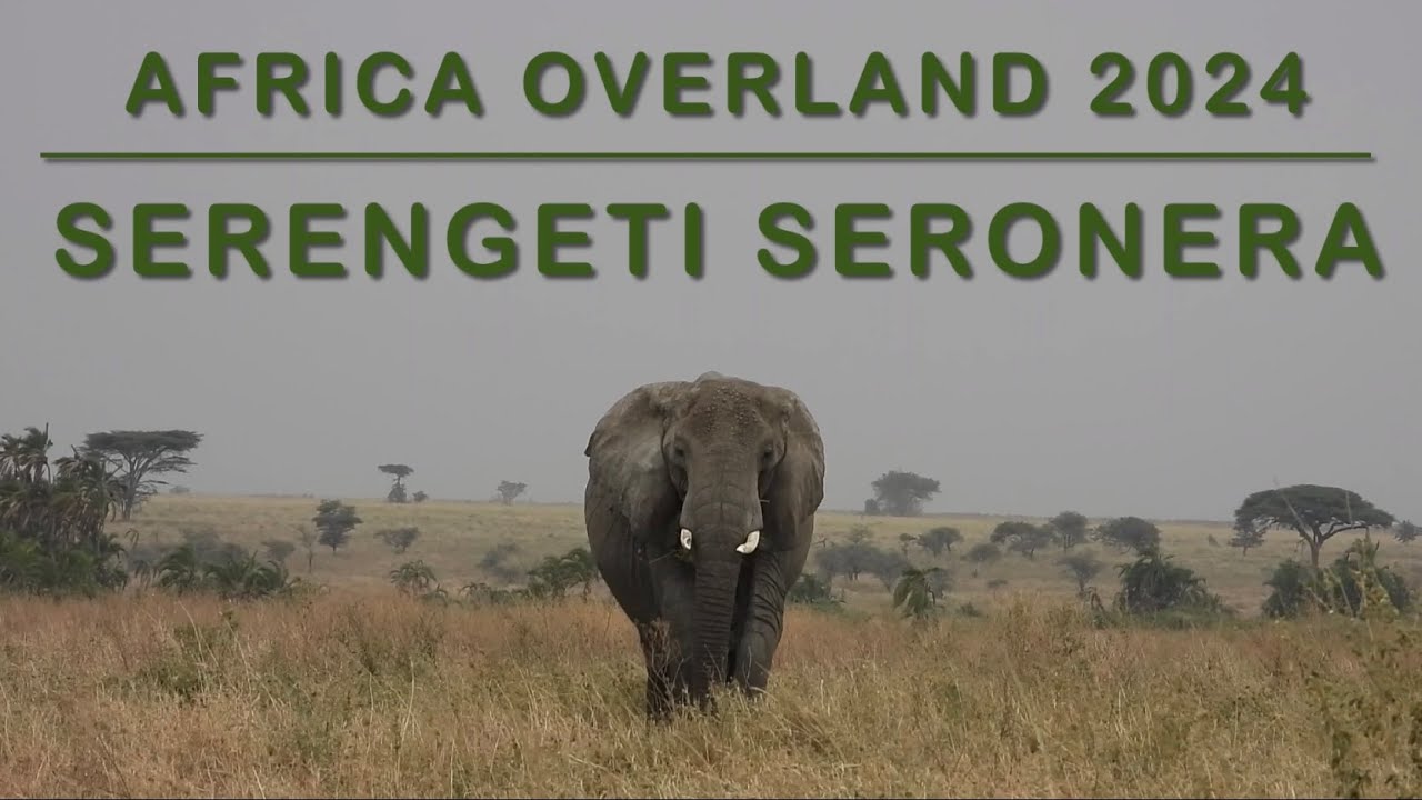 2024 - Serengeti Seronera, Tanzania - 15 - 18 August