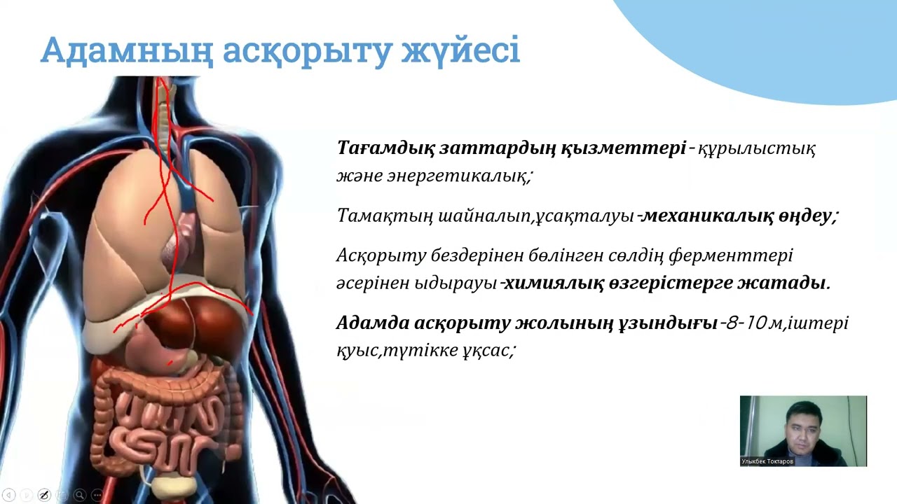 Асқорыту жүйесі 2 бөлім /Нағыз ҰБТ /Тоқтаров Ұлықбек / Биология