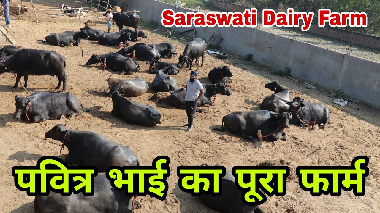 पवित्र भाई का पूरा फार्म - Saraswati Dairy Farm - देखिए A to Z शानदार मुर्राह भैंसें