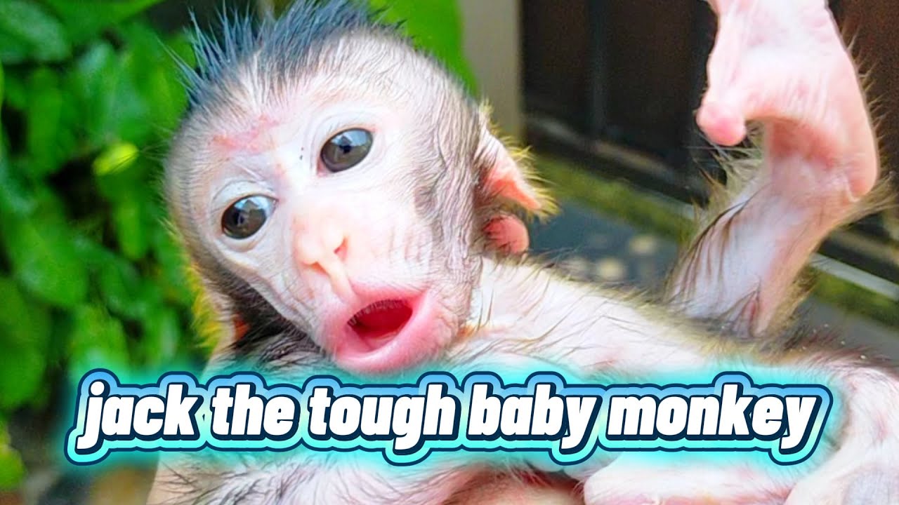 Jack the tough baby monkey