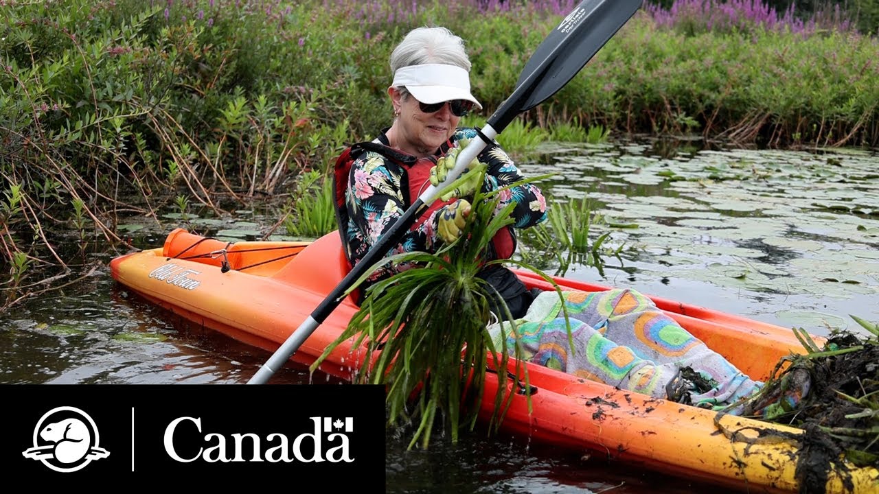 Water Soldier: if you see it, pull it | Parks Canada
