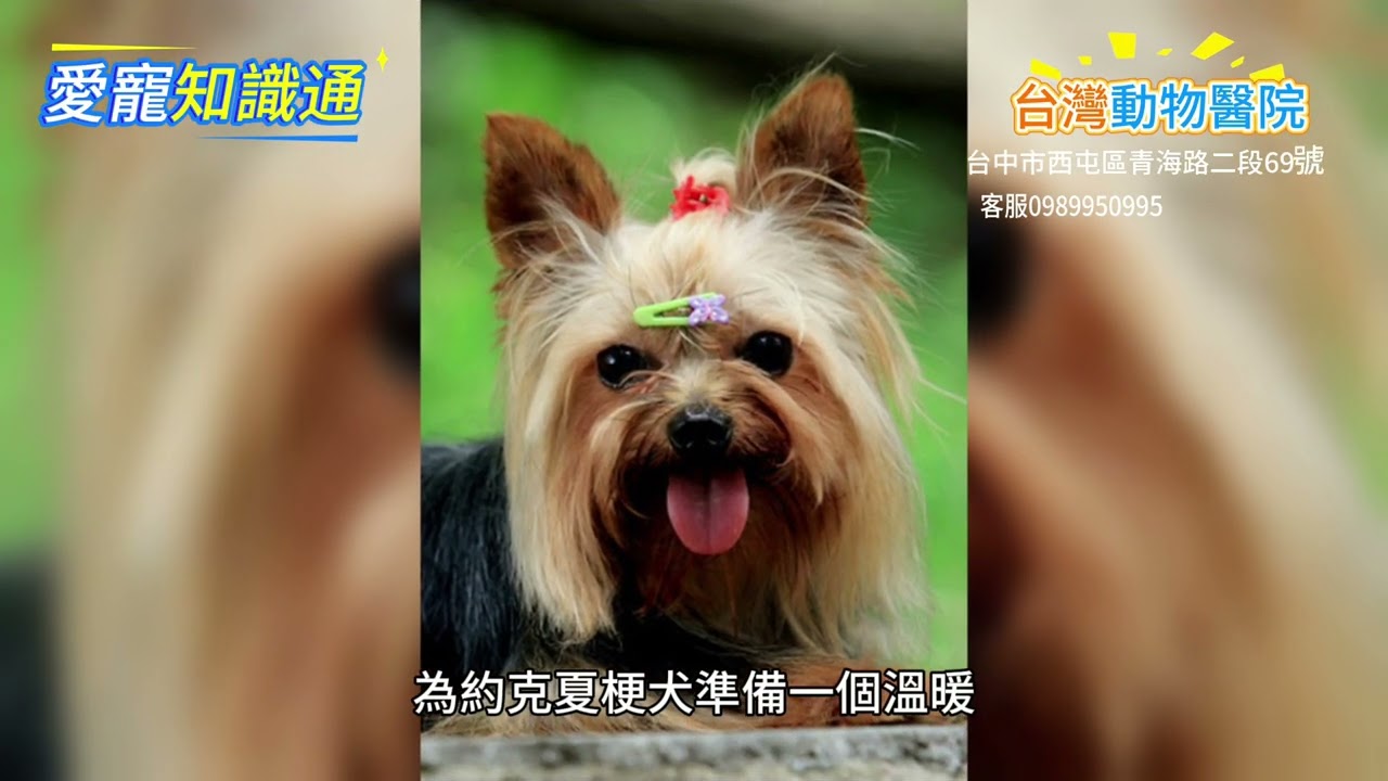 約克夏梗：習性、飼養與行為教養全解析