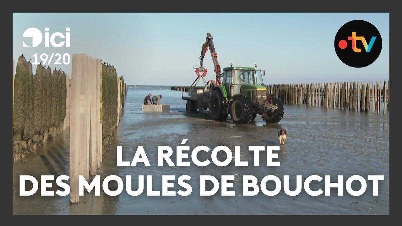 La saison des moules de bouchot s'annonce prometteuse en baie de Somme