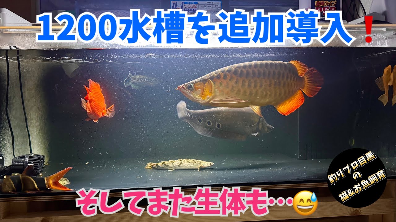 1200水槽を増やしました❗️🐟