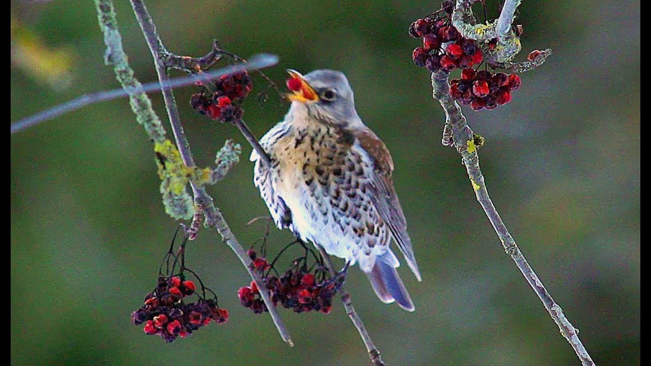 Дрозд-рябинник. Зима. Fieldfare. Winter.