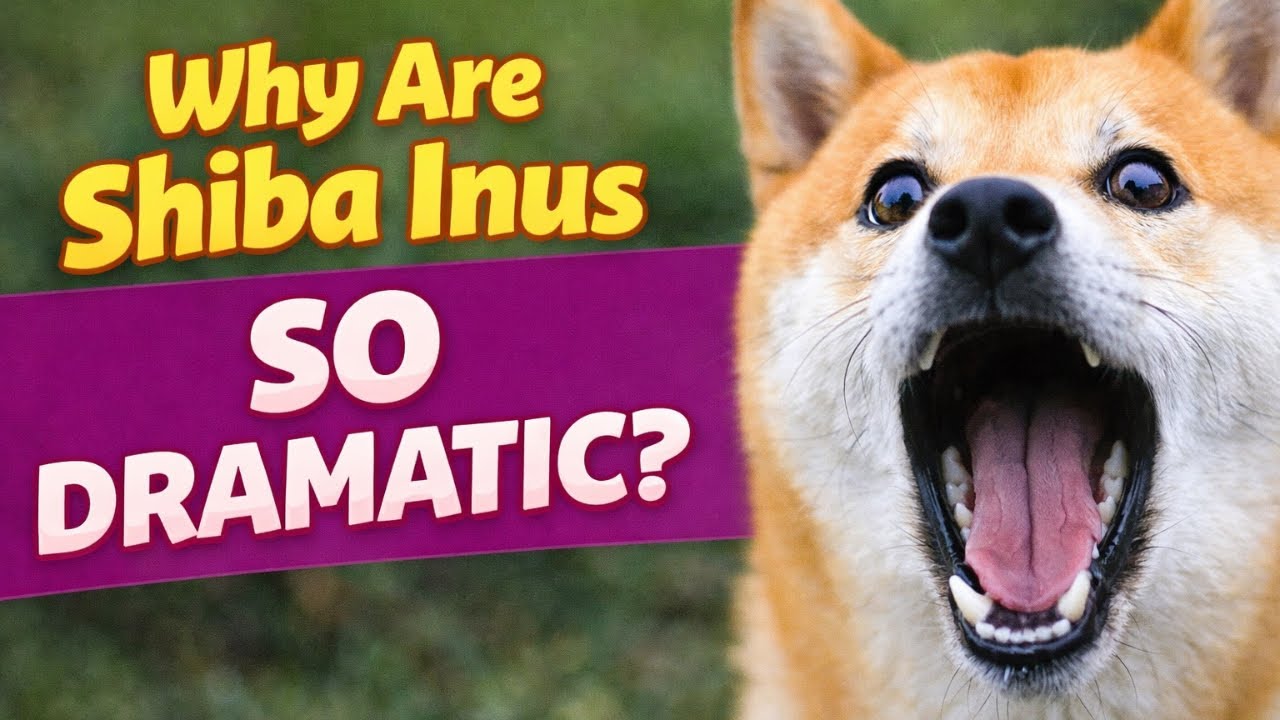 Shiba Inu Behavior: Why They're So Extra