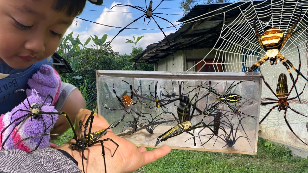 Eps 96 - Hunting Spider, Catching Spider, Giant Golden Spider, Giant Spider 🕸️🕷️ #abc 
