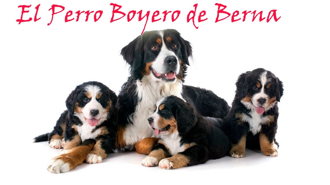 Boyero de Berna : características de un Perro 🐕‍🦺 inteligente🧑‍🎓, mimoso☺ y elegante👔 (Fotos 4️⃣ K😍)