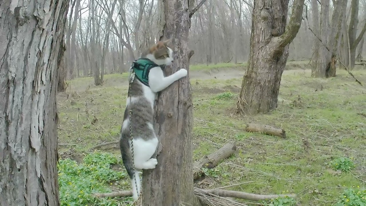 Training Indoor Cats to use a harness outdoors. 4K