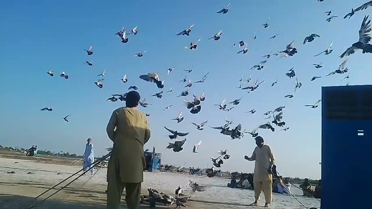 پہلے  پیڑ پے ہی سب کبوتر گر گئے موجی دستی بمقابلہ سجاد سنجرانی زبردست مقابلہ #videoviralpigean