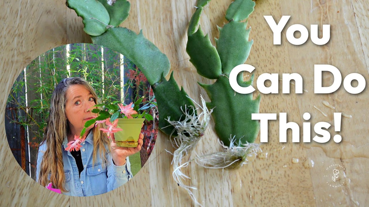 Easiest Way to Propagate Christmas Cactus (It Works!)