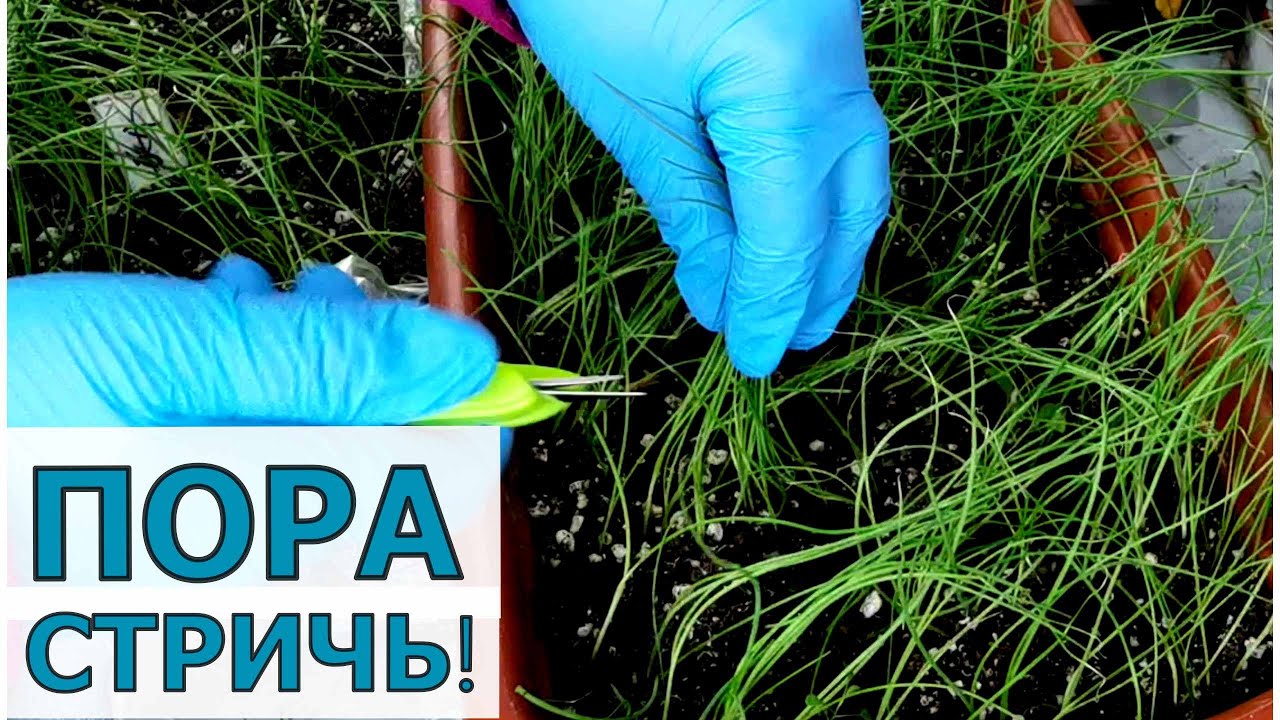 Обрезка и подкормка лука из семян. Пять правильных действий