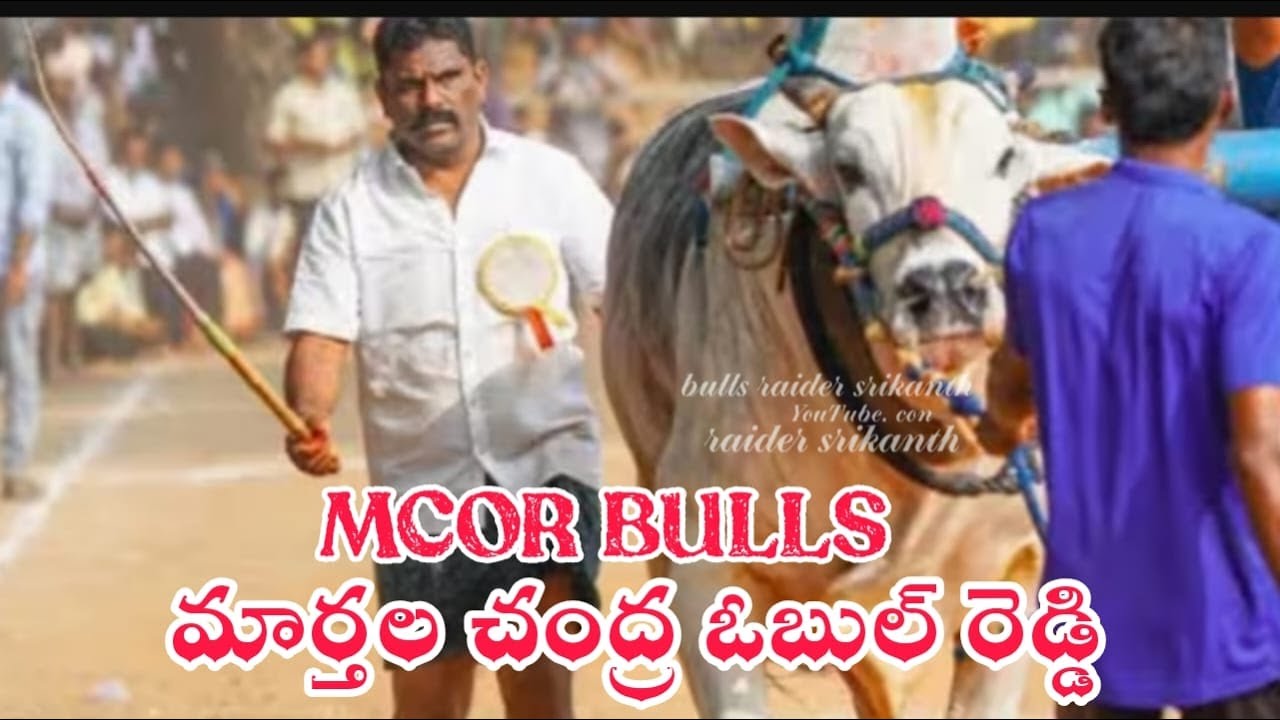 💥ఉత్తనూర్ సీనియర్స్ విభాగం 7జత 🐯 MCOR bulls .మార్తల చంద్ర ఓబుల్ రెడ్డి, చౌటపల్లె, YSR జిల్లా