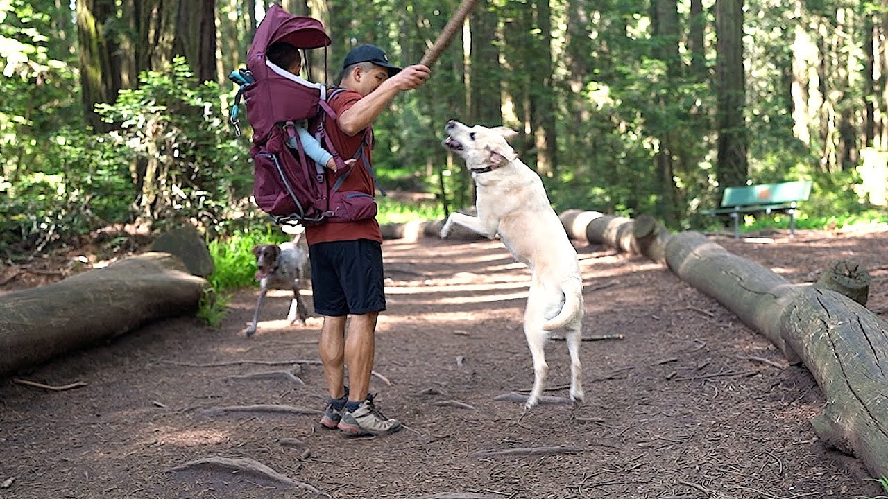 Adventures Unleashed: Dogs, Baby, and a New Carrier! Family Bonding Time