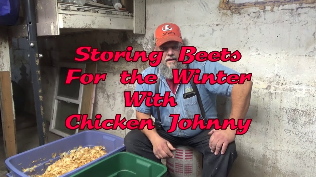 Storing Beets for Winter with Chicken Johnny