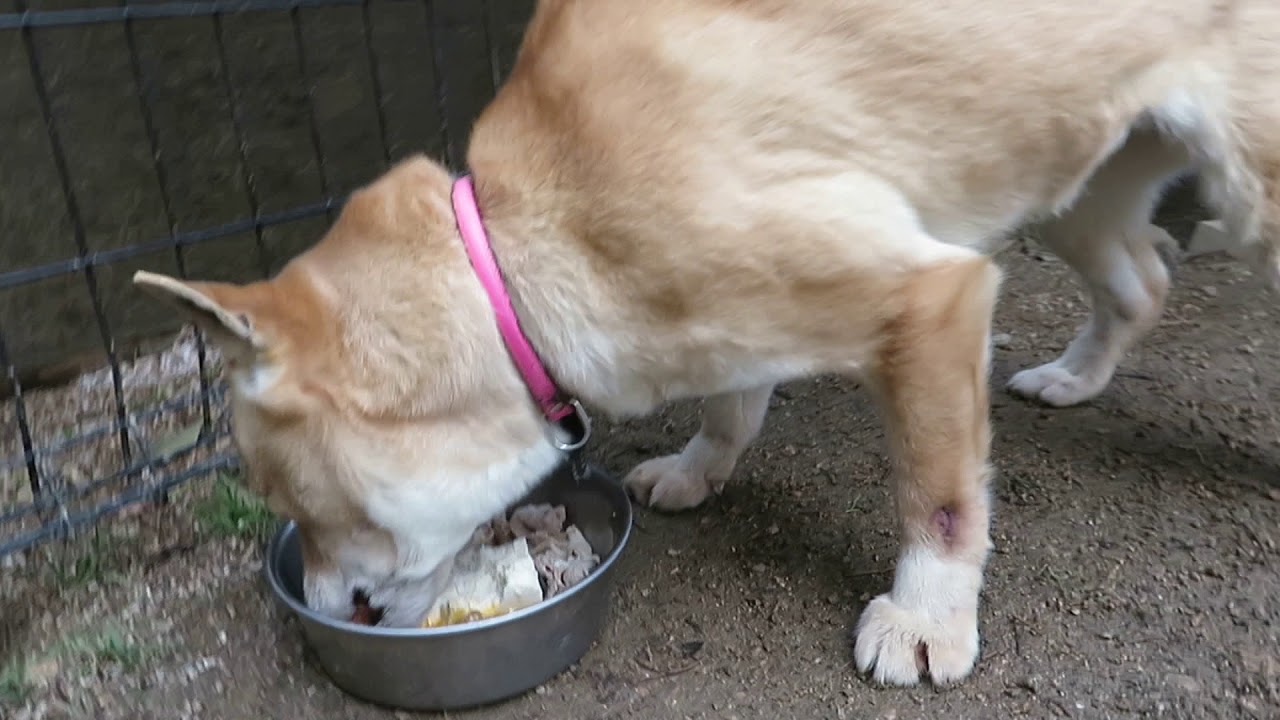 さくら見事な食べっぷり