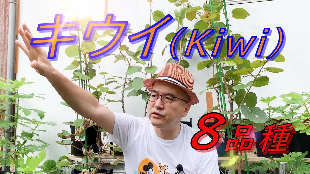 【ド素人果樹栽培】第26回「キウイ8品種 1年目夏の様子」の巻
