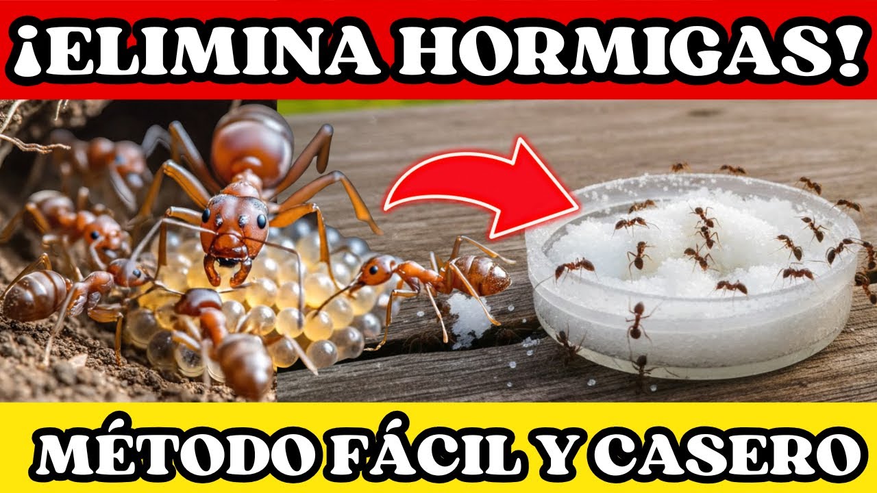 Toda Hormiga CAE en la TRAMPA! 3 Trucos Naturales y Caseros para Combatirlas