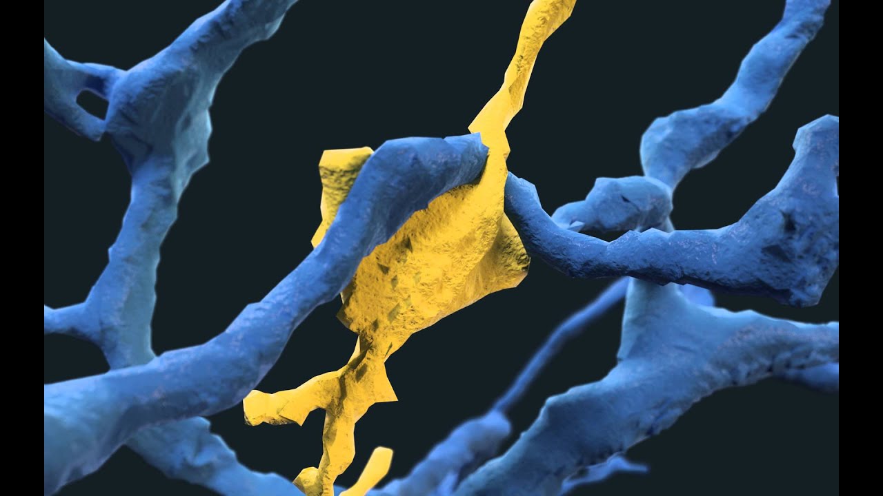 Swissnapse 4K (HD Synapse)