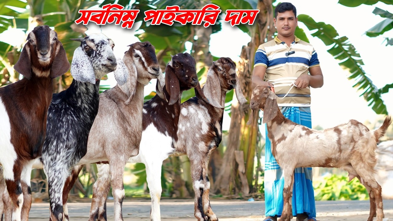 সর্বনিম্ন পাইকারি দাম। উন্নত জাতের খামার উপযোগী ছাগল।