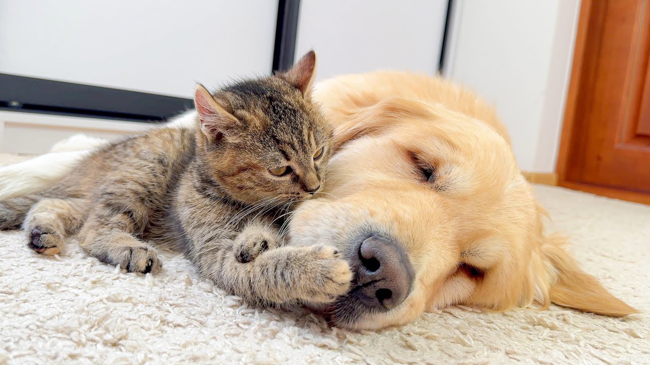 Annoying Kitten Won’t Stop Teasing — Golden Retriever Refuses to Get Angry!