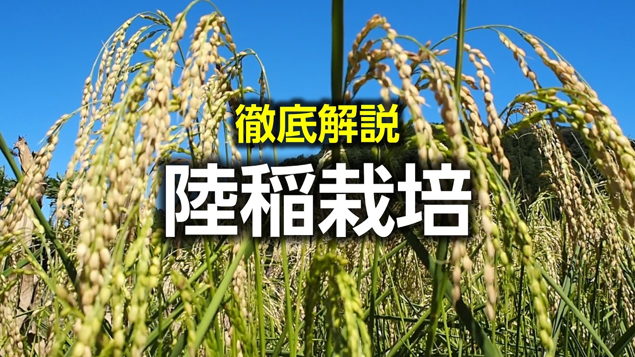 【陸稲栽培】解説付きまとめ ～畑でできるお米の作り方～