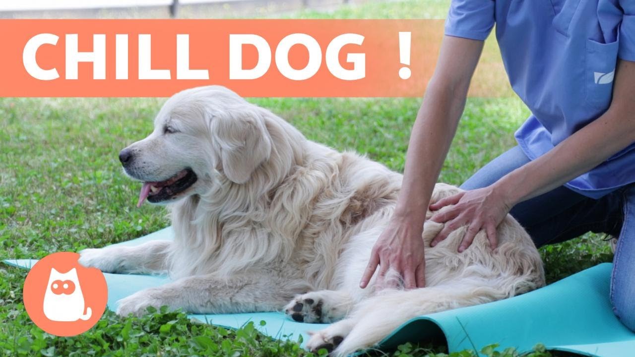 MASSAGE relaxant pour CHIEN 🐶 (Bienfaits et étapes à suivre)