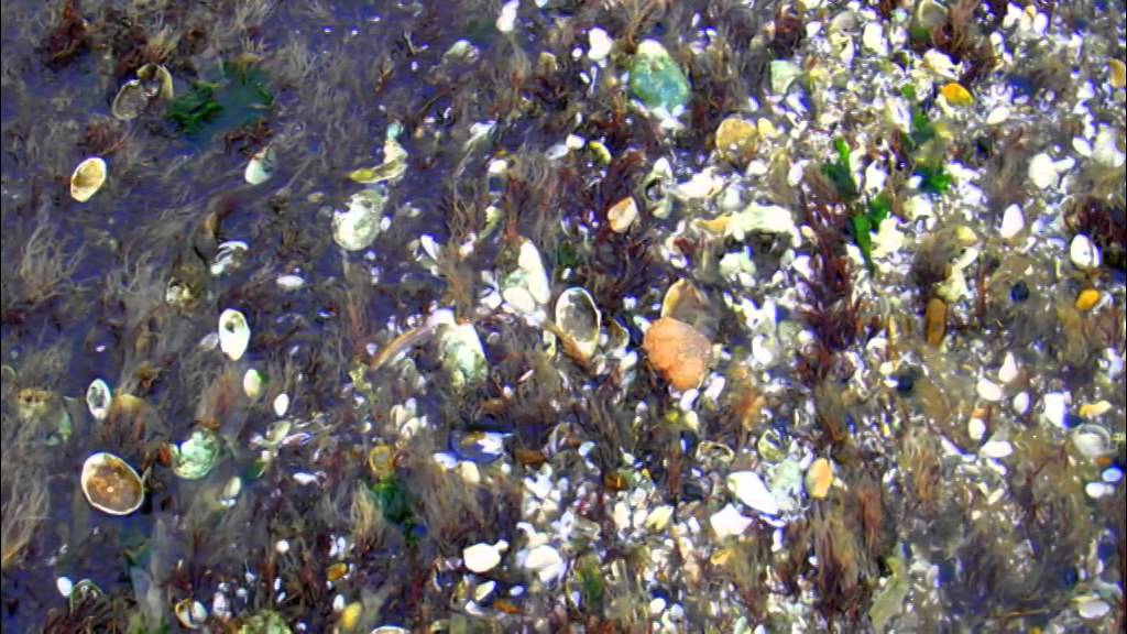 A Natural Tour of Raritan Bay