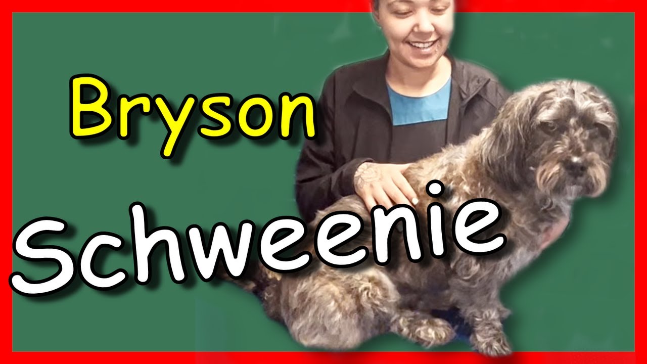 How to groom shih tzu? - A beautiful haircuts shih tzu