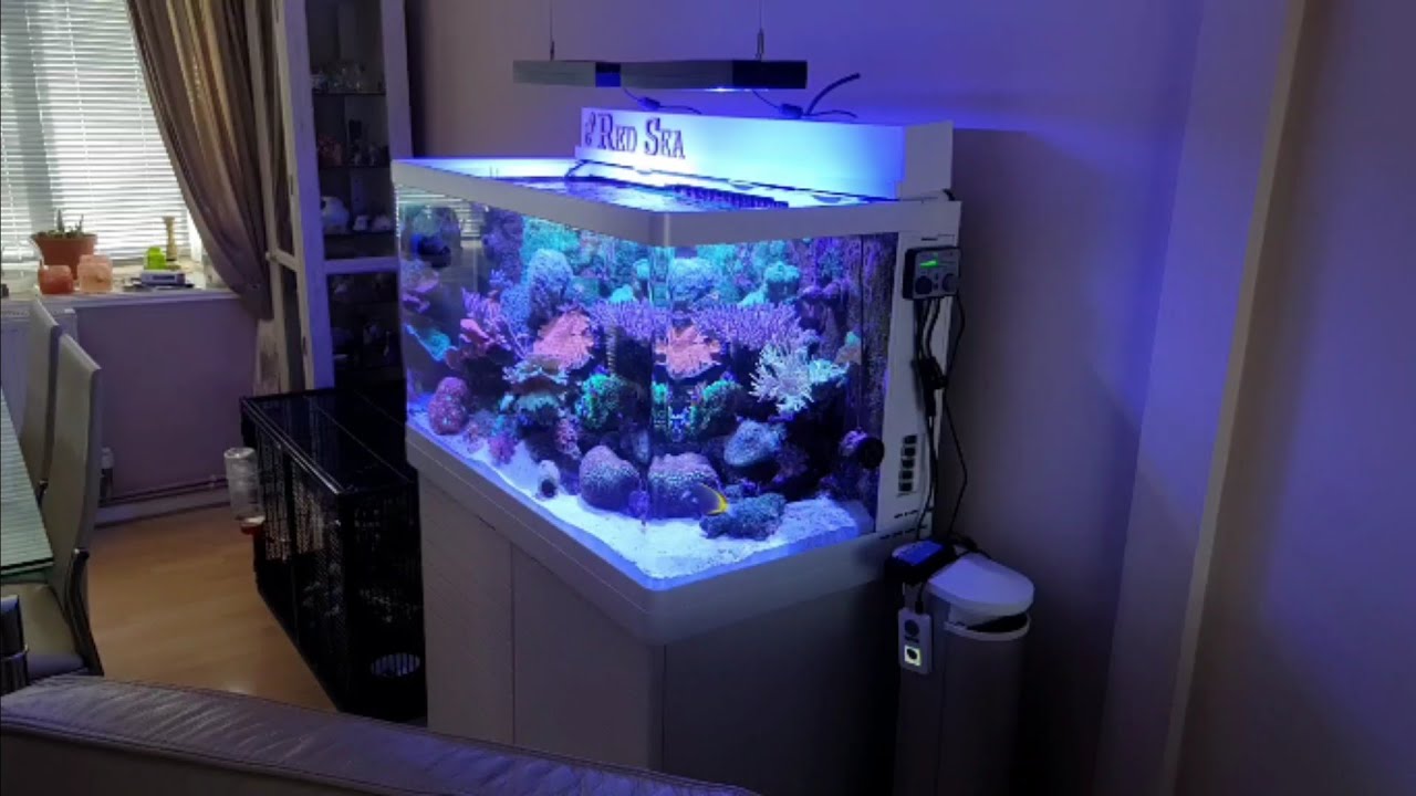 Check out this amazing! Red Sea MAX 250 reef tank.