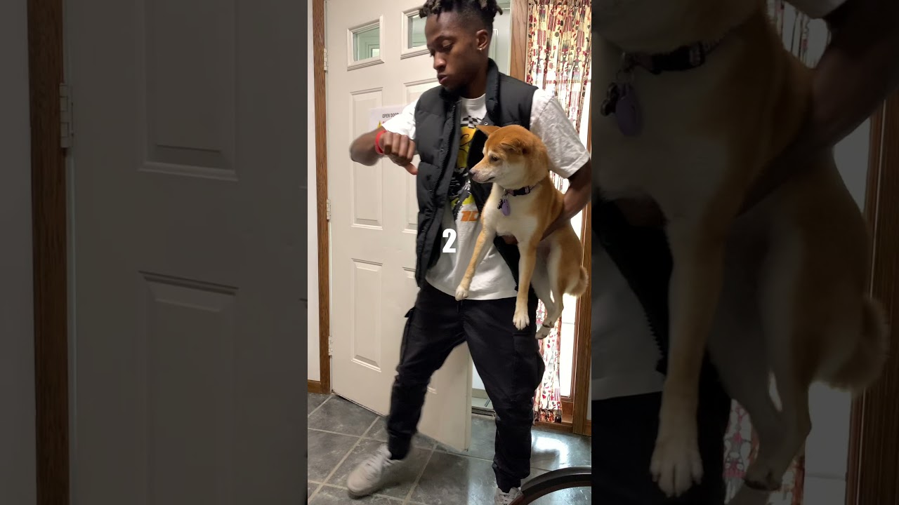 A Day In The Life of a Shiba Inu Owner