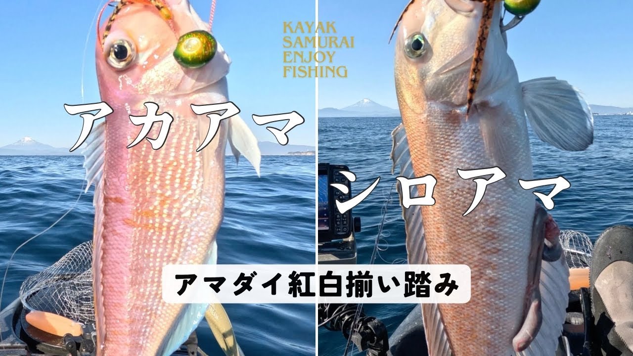 【アマラバ】アマダイ紅白揃い踏み｜12月｜アカアマダイ｜シロアマダイ｜イトヨリダイ