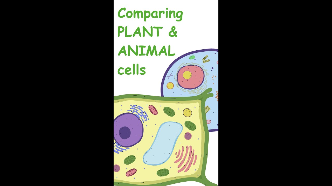 Comparing plant and animal cells