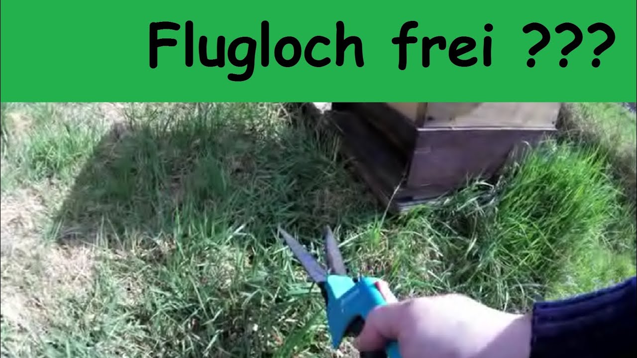 Flugloch frei ??? Imkerei Bienen es gem&uuml;tlicher machen
