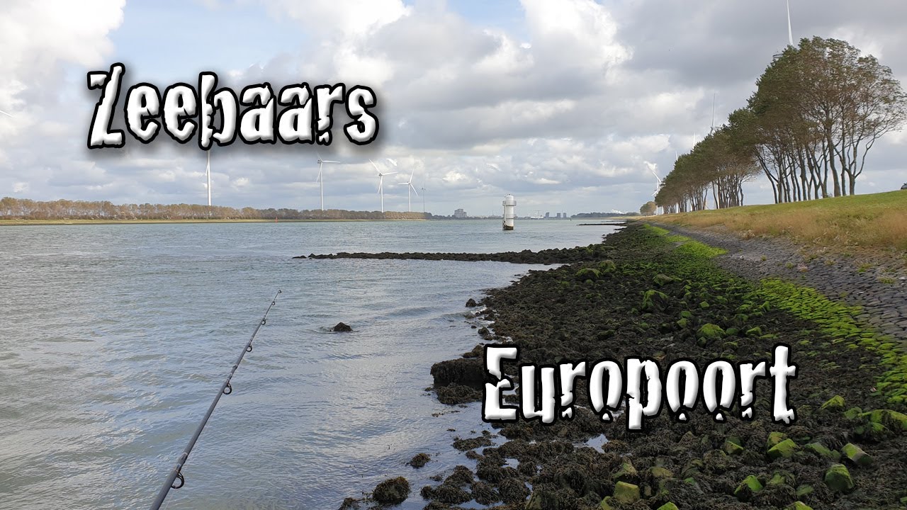 Vissen op zeebaars in de Europoort