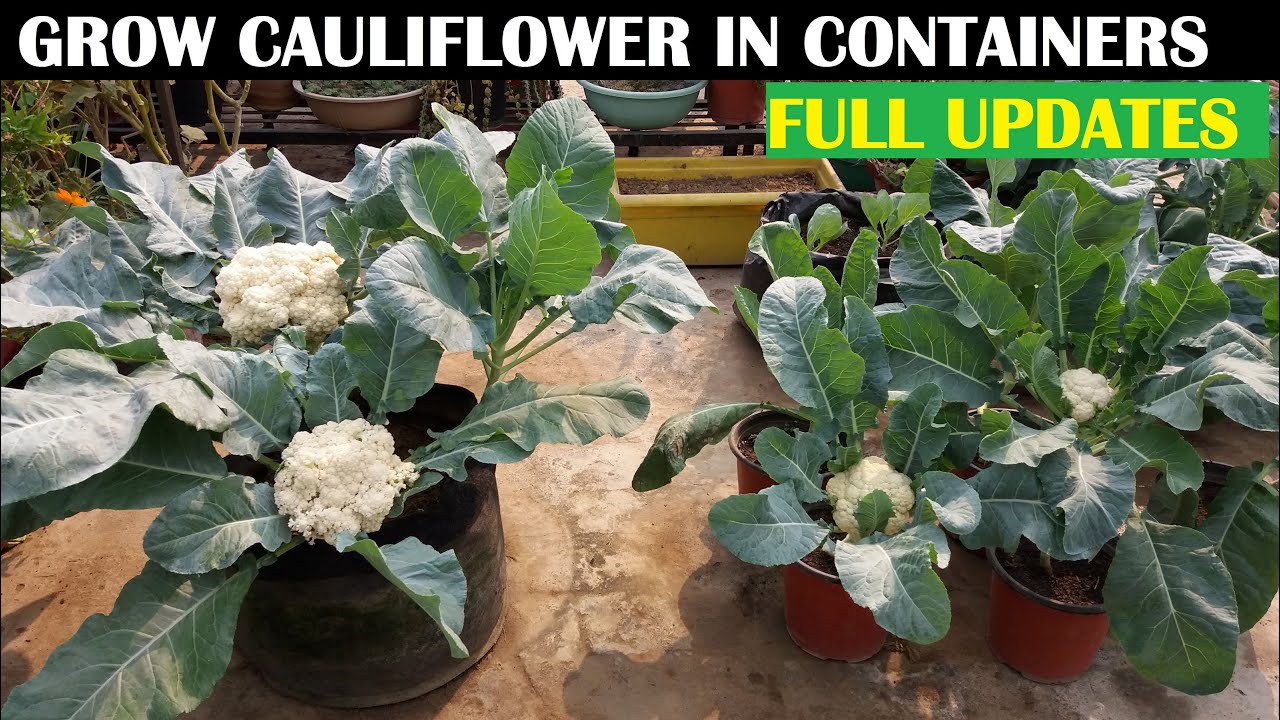 How To Grow Cauliflower At Home (WITH FULL UPDATES)