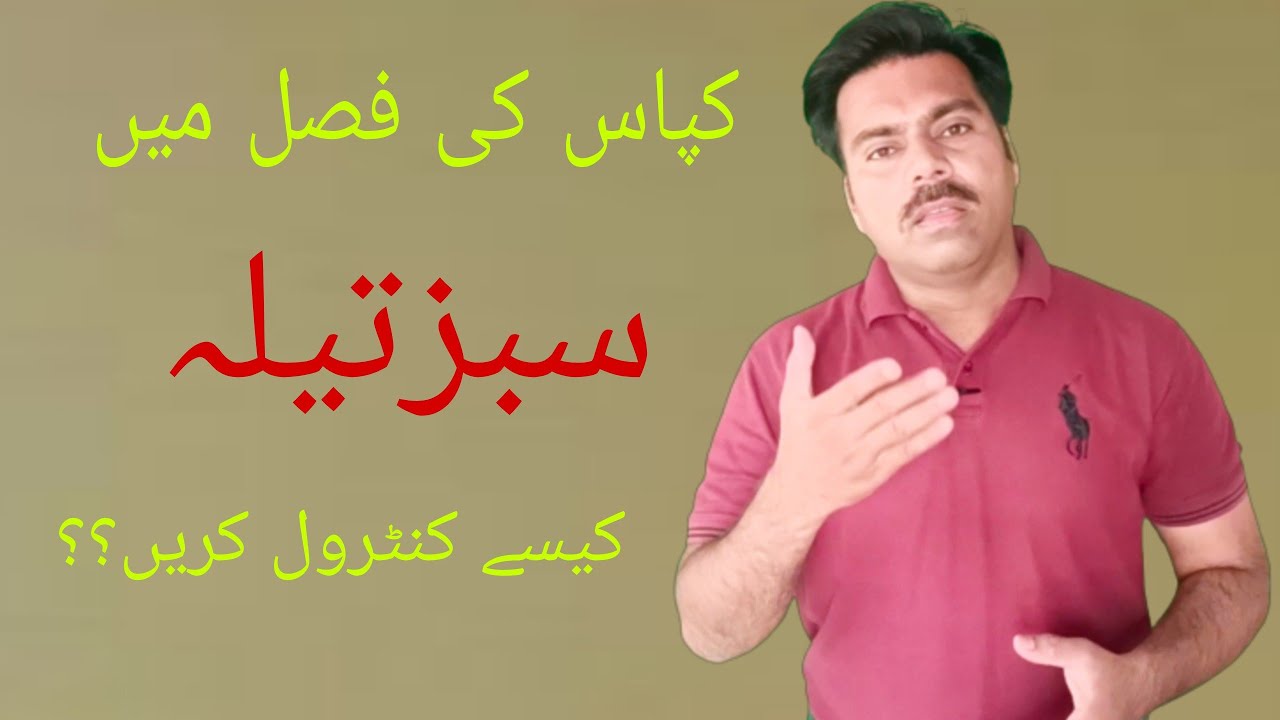 How to control jassid in cotton crop | The best insecticide for cotton jassid | Abid Ali Agrarian
