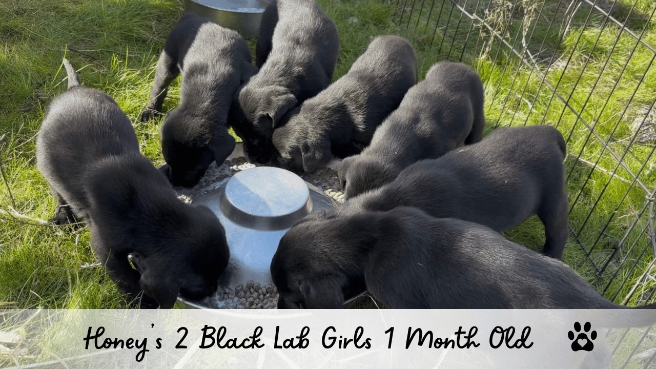 Honey's Black Lab Puppies Enjoying One of Their 1st Solid Food Meals #labpuppies #blacklab