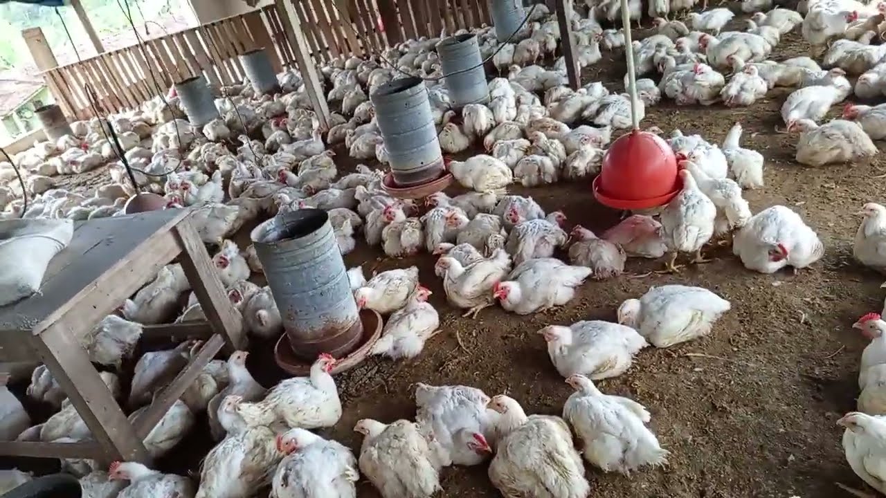 Criar frango de corte é um bom negócio