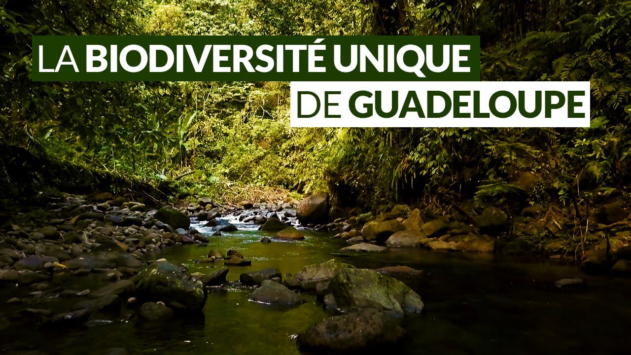 DECOUVREZ la FAUNE & la FLORE UNIQUES de GUADELOUPE
