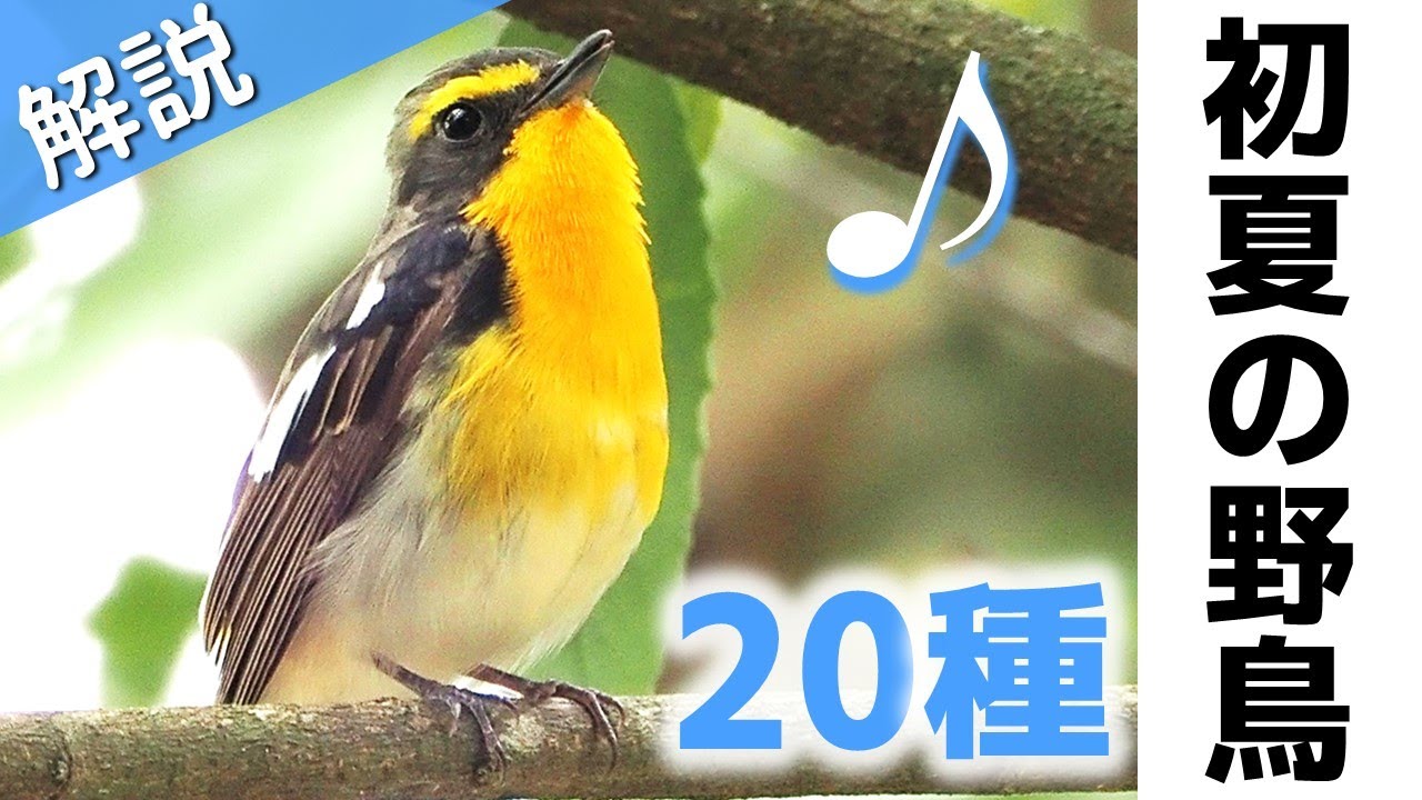 超入門！初夏に見る鳥20種【解説・鳴き声】