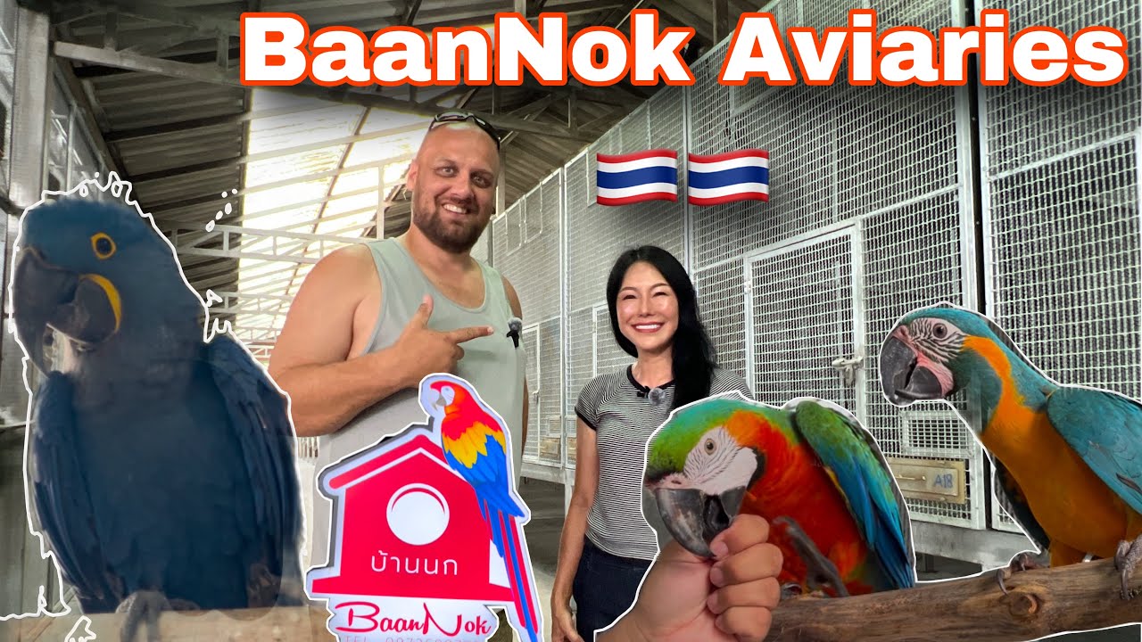 ОГРОМНАЯ КОЛЛЕКЦИЯ РЕДКИХ ПОПУГАЕВ (BaanNok Aviaries) Таиланд 🇹🇭