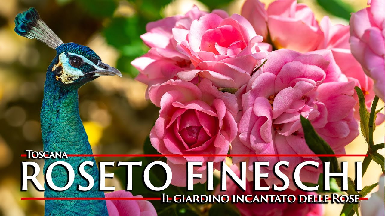 Roseto Carla Fineschi: Il Giardino Incantato delle Rose