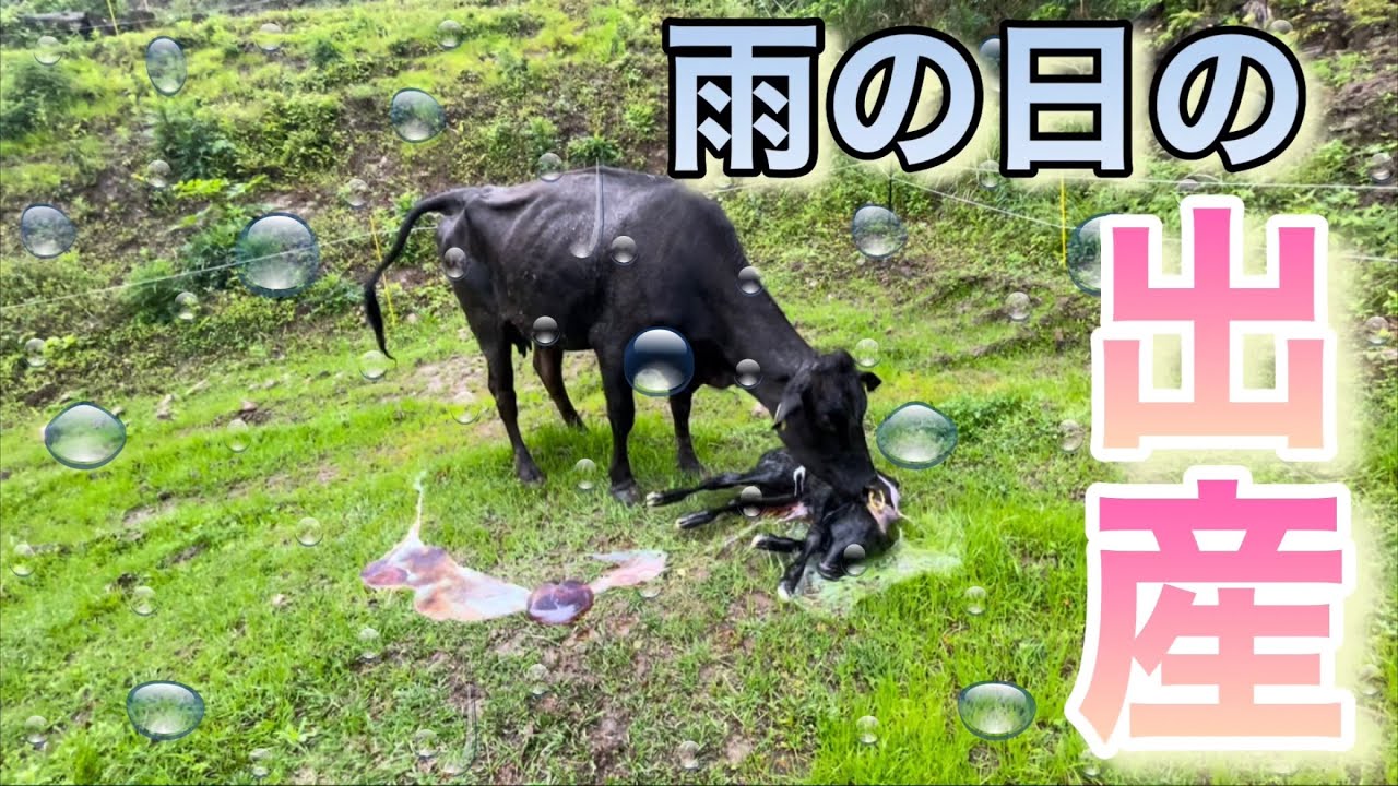 今月3頭目の出産