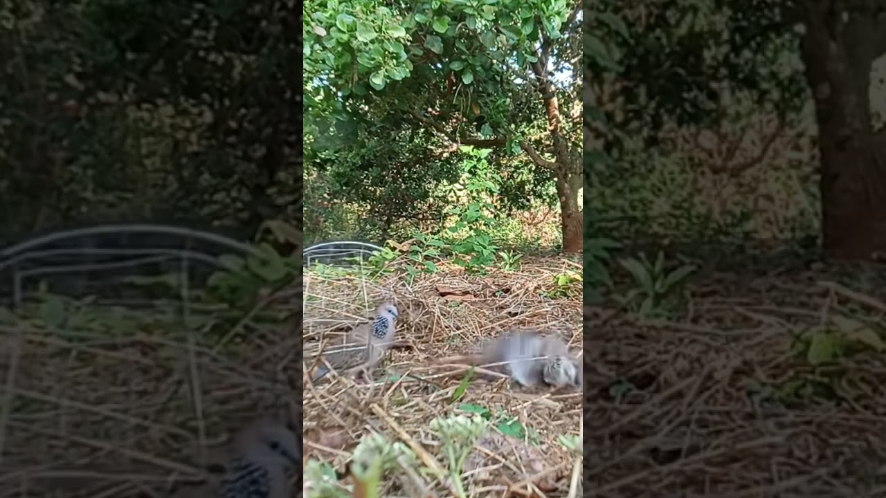 Awesome trapping! #trap #shorts #dove